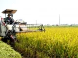 Xác nhận cá nhân, hộ gia đình trực tiếp sản xuất nông nghiệp thế nào?